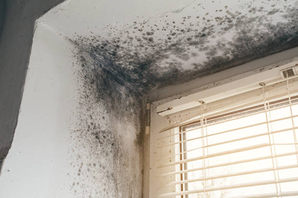 Affordable Mold Cleanup solutions in Richland, PA